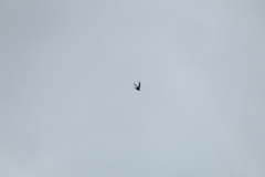 Streptoprocne zonaris