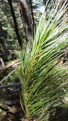 Pinus ayacahuite