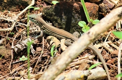 Aspidoscelis lineattissimus