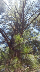Pinus ayacahuite