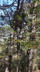 Pinus ayacahuite