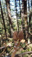 Pinus ayacahuite