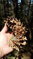 Pinus ayacahuite