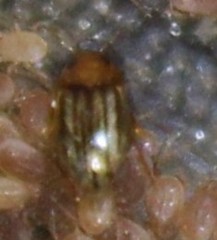 Neobidessus pullus