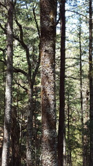 Pinus ayacahuite
