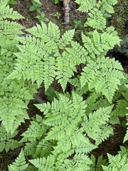 Dryopteris amurensis