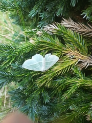 Campaea margaritaria