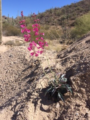 Penstemon parryi