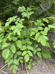 Aralia cordata