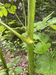 Aralia cordata
