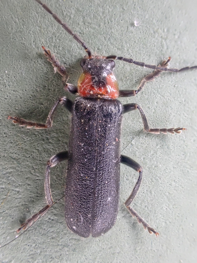 Mountaineer Cantharid Beetle