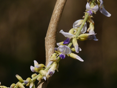 Pueraria tuberosa