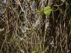 Pueraria tuberosa