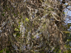 Pueraria tuberosa