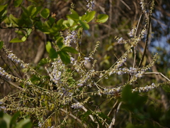 Pueraria tuberosa
