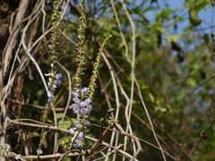 Pueraria tuberosa