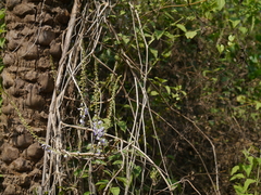Pueraria tuberosa