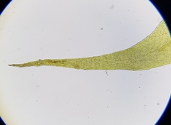 Warnstorfia fluitans