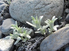 Cladochaeta candidissima