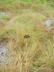 Palpopleura