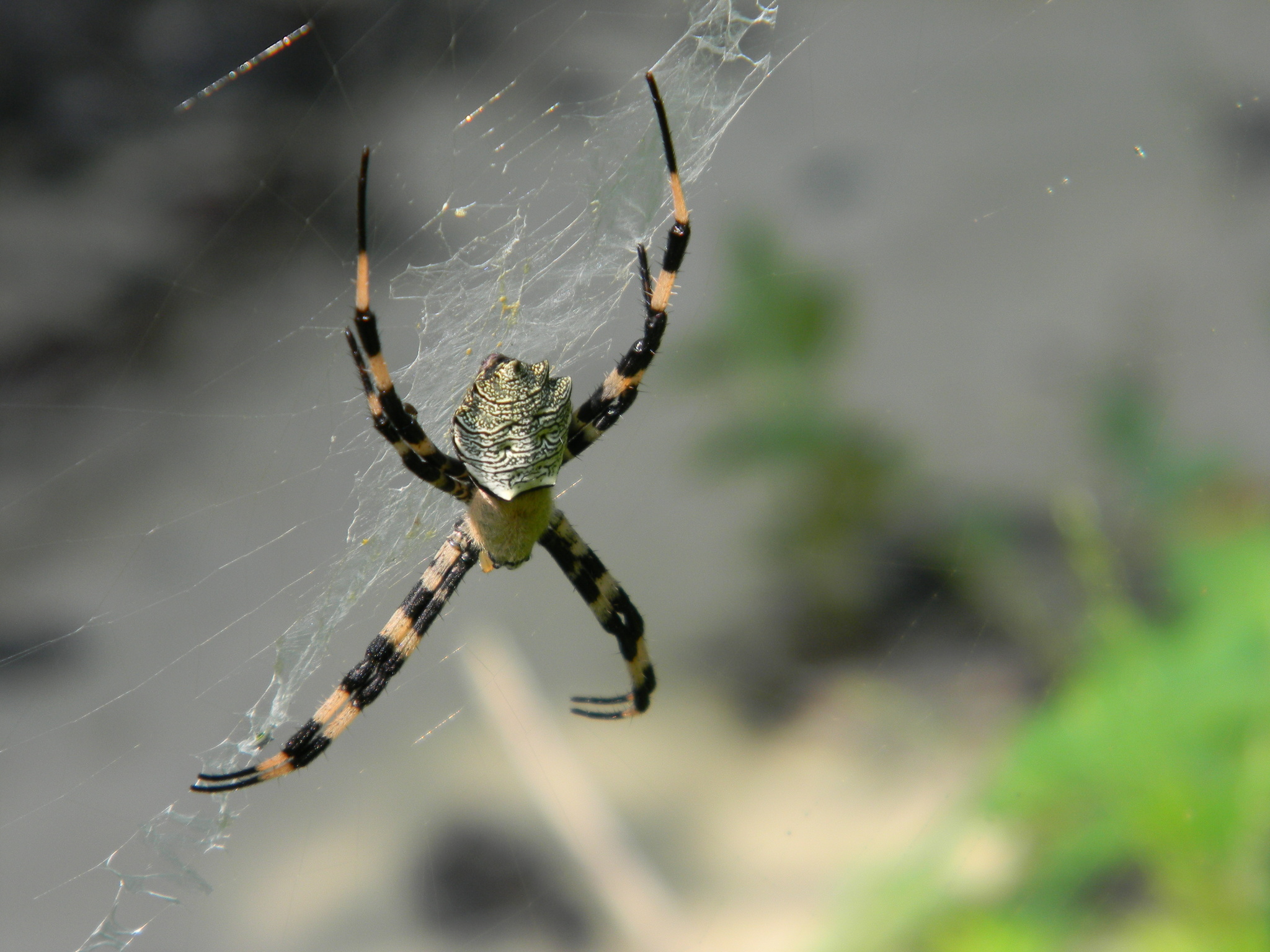 Flavipalpis argiope Molting interferes