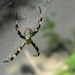 Argiope flavipalpis - Photo (c) Theo Damen, some rights reserved (CC BY-NC), uploaded by Theo Damen