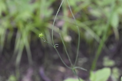 Ranunculus japonicus