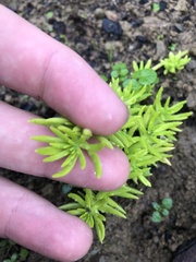 Sedum mexicanum