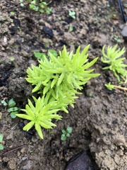 Sedum mexicanum