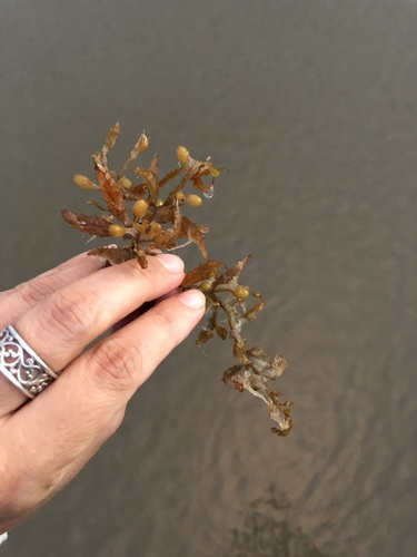 photo of Sargassum (Sargassum)