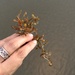 photo of Sargassum (Sargassum)