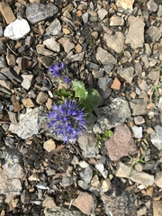 Veronica alaskensis