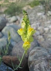 Linaria incompleta