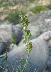 Linaria incompleta
