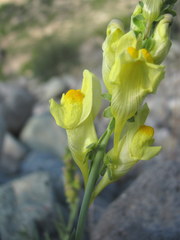 Linaria incompleta