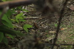 Aspidoscelis guttatus