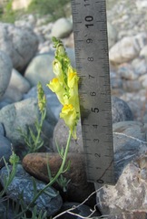 Linaria incompleta