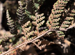 Myriopteris clevelandii