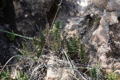 Myriopteris clevelandii