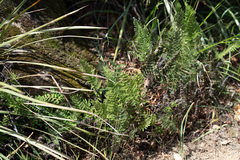 Myriopteris clevelandii