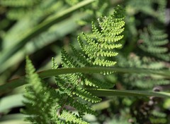 Myriopteris clevelandii