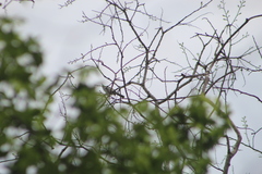 Polioptila albiloris