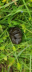 Capreolus