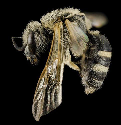 Bald-spot Sweat Bee