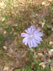 Cichorium intybus