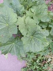 Alcea rosea