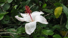 Hibiscus arnottianus