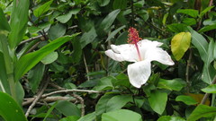 Hibiscus arnottianus