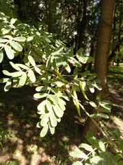 Caragana arborescens