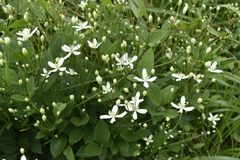 Clematis terniflora mandshurica